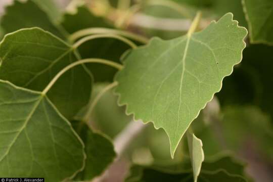 Image of Fremont cottonwood