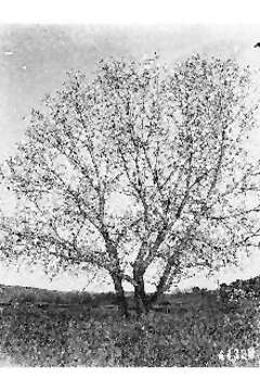 Image of Fremont cottonwood