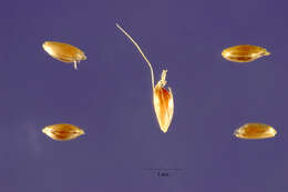 Image de Polypogon fugax Nees ex Steud.