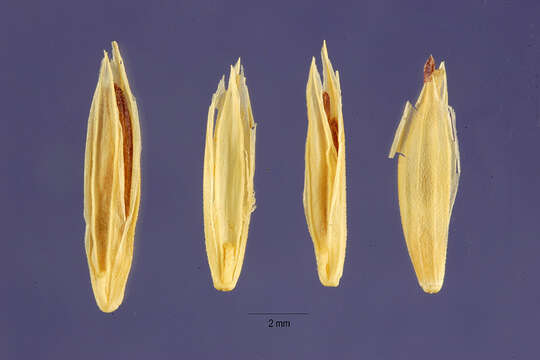 Слика од Poa glauca Vahl