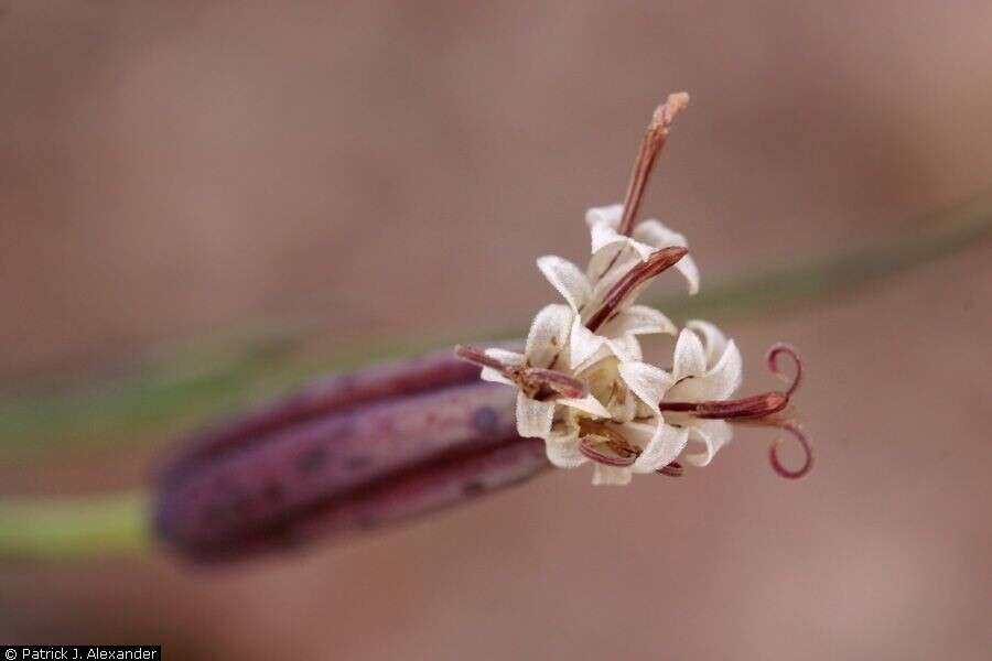 Image of slender poreleaf