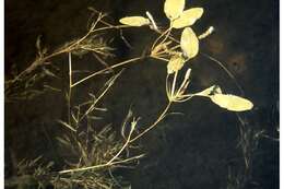 Image of variableleaf pondweed