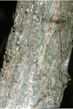 Image of swamp cottonwood