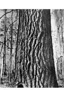 Image of swamp cottonwood