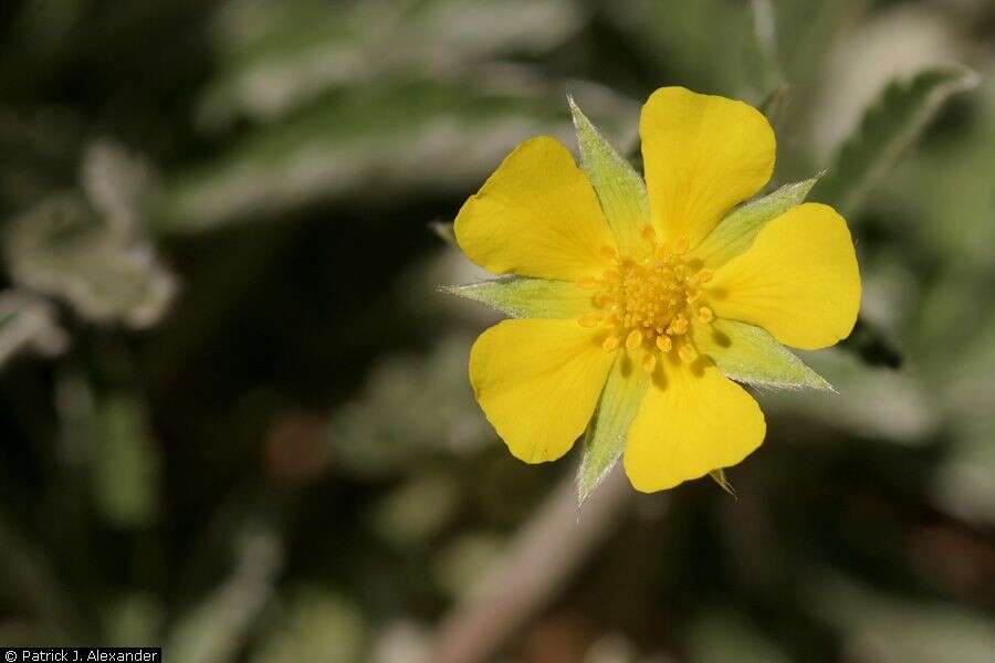 Image of woolly cinquefoil