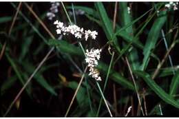 Imagem de Persicaria hydropiperoides (Michx.) Small