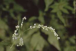 Imagem de Persicaria hydropiperoides (Michx.) Small