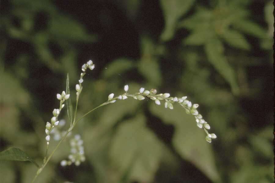 Imagem de Persicaria hydropiperoides (Michx.) Small