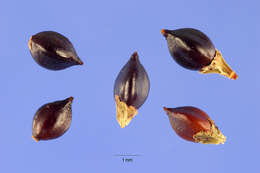 Image of Swamp Smartweed