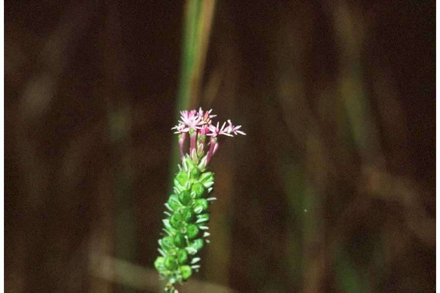 Image of Few-flowered Milkwort