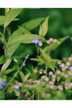 Image of Jacob's-ladder