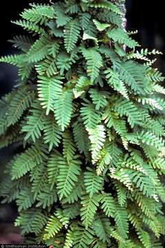 Image of polypody