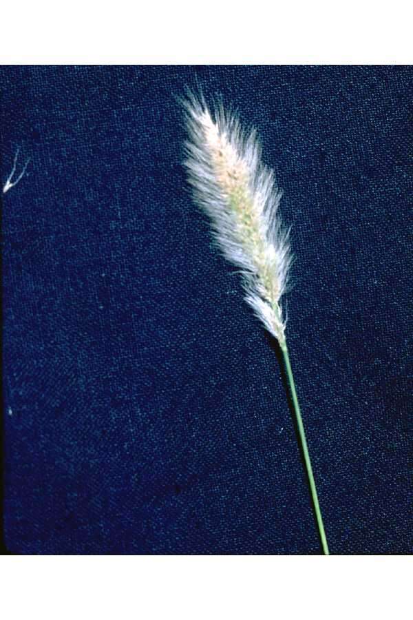 Image de Polypogon de Montpellier