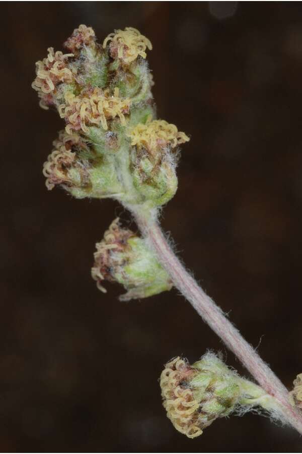 Image of alpine sagebrush