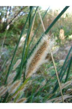 Слика од Polypogon monspeliensis (L.) Desf.