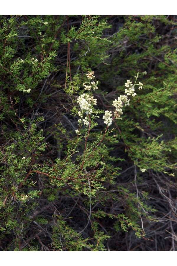 Image de Polygonella myriophylla (Small) Horton