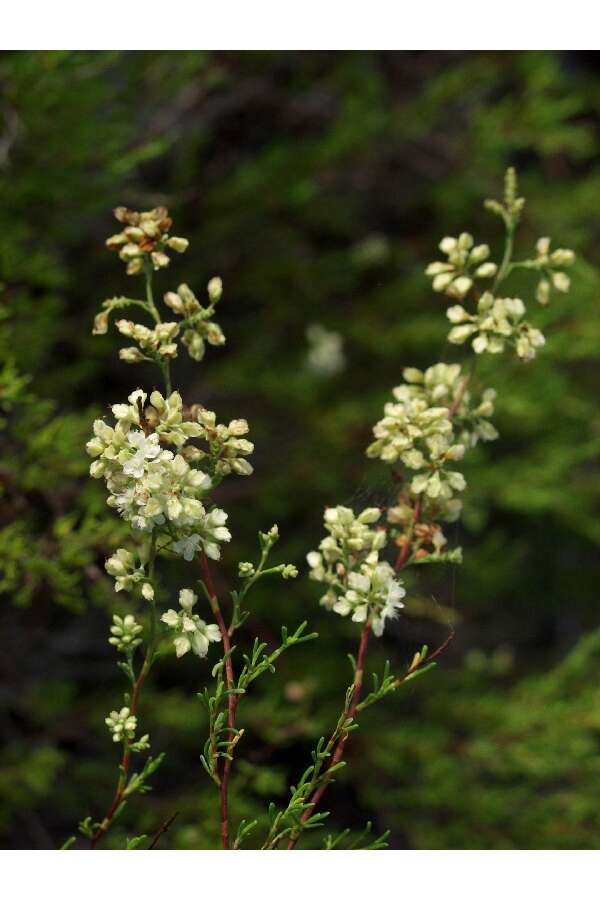 Image of Woody wireweed