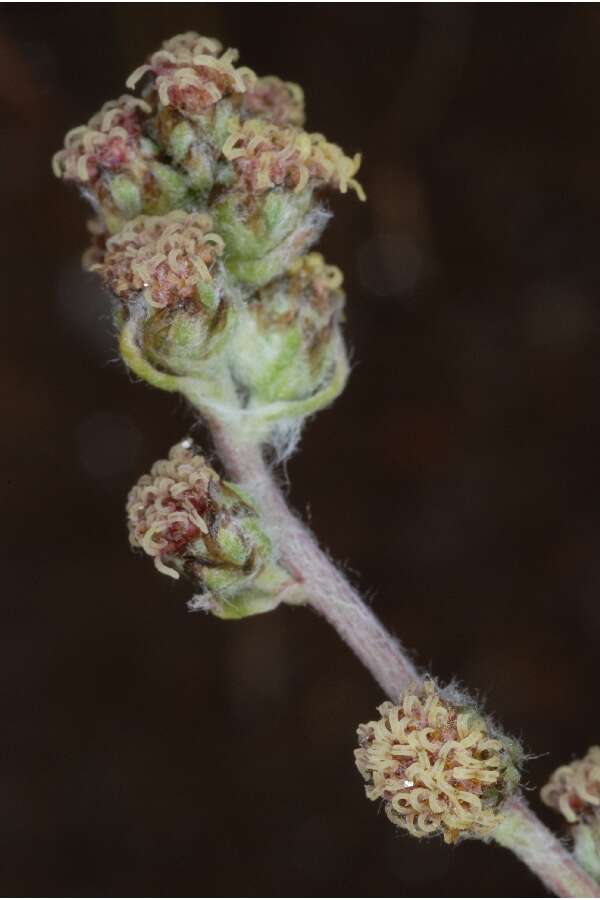 Image of alpine sagebrush