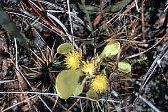 Image of candyroot