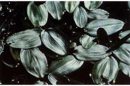 Image of Broad-leaved Pondweed