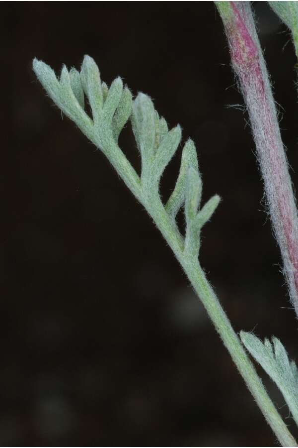 Image of alpine sagebrush