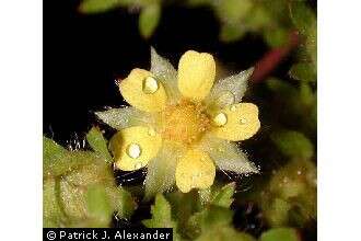 Image of Norwegian cinquefoil