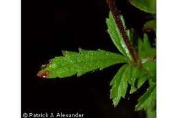 Image of Norwegian cinquefoil