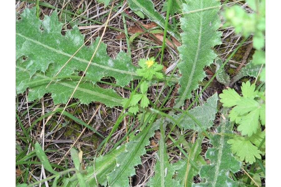 Image of Norwegian cinquefoil