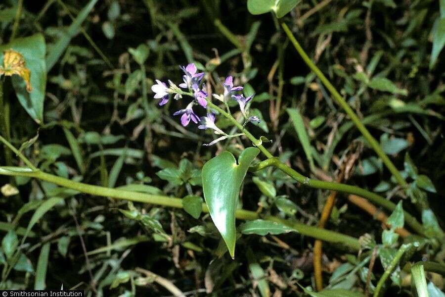 Image of pickerelweed