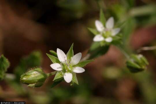 Image of Thyme-leaved Sandwort