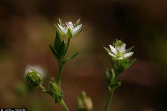 Image of Thyme-leaved Sandwort