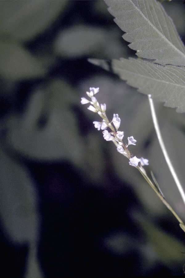 Image of Swamp Smartweed