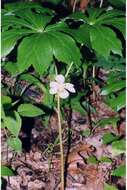 Image of mayapple