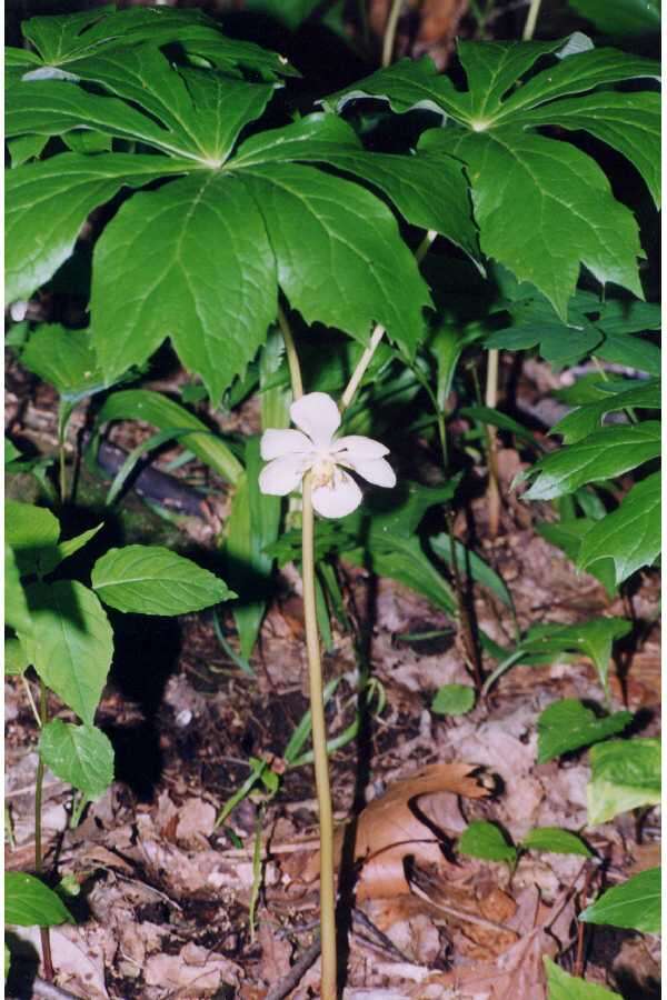 Image of mayapple