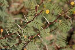 Image of whitethorn acacia