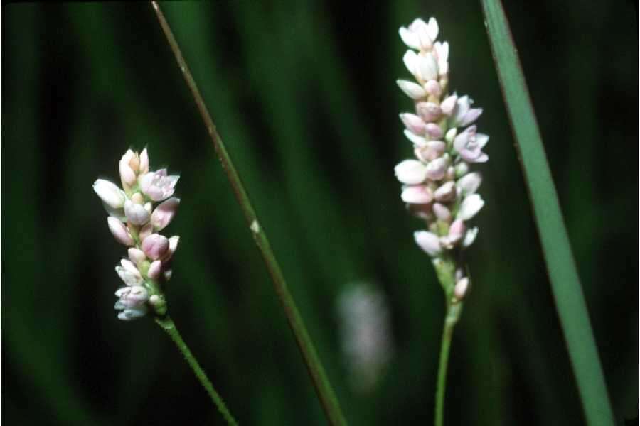 Image de Persicaria pensylvanica (L.) M. Gómez