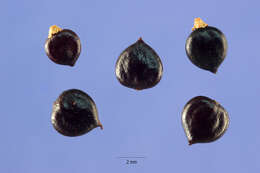 Image de Persicaria pensylvanica (L.) M. Gómez