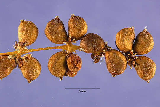 Image of pondweed