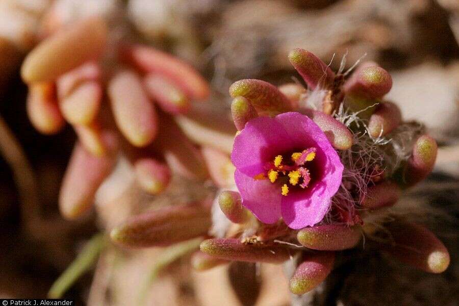 Plancia ëd Portulaca pilosa L.