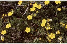 Image of Platte River Cinquefoil