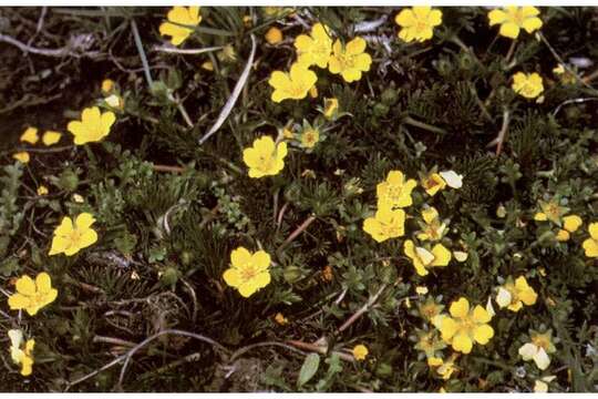 Potentilla plattensis Nutt. resmi