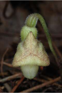 Image of Virginia snakeroot