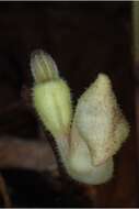 Image de Aristolochia serpentaria L.