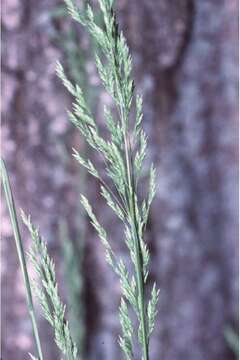 Image of Smooth Meadow-grass