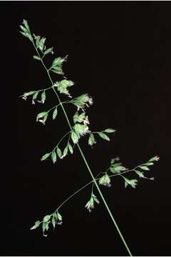 Image of Smooth Meadow-grass