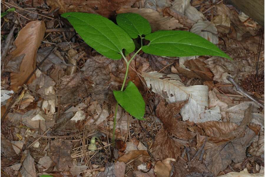 Image de Aristolochia serpentaria L.