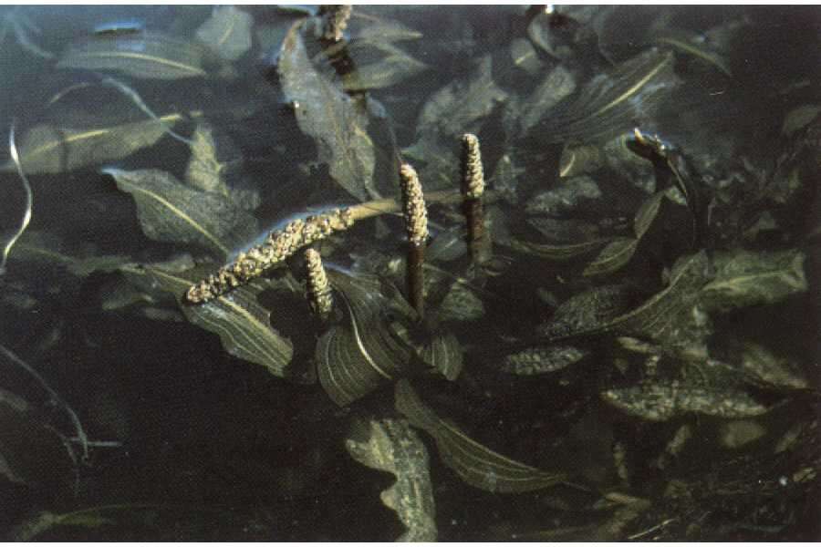 Image of Long-stalked Pondweed