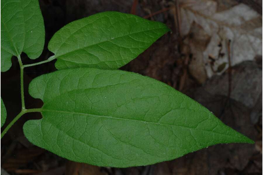 Image de Aristolochia serpentaria L.