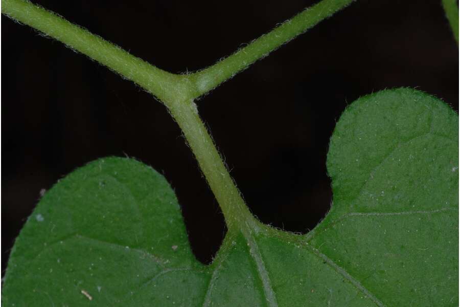 Image de Aristolochia serpentaria L.