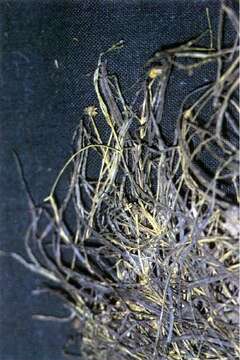 Image of small pondweed